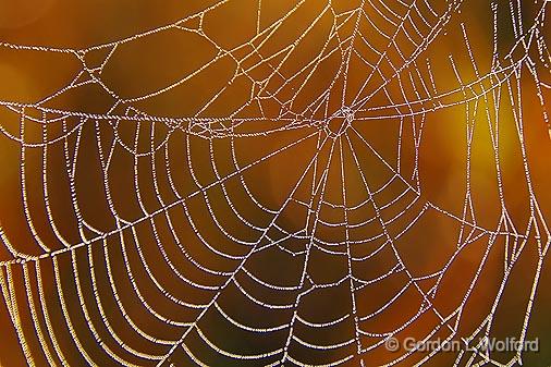 Dewy Web_16734.jpg - Photographed at Smiths Falls, Ontario, Canada.